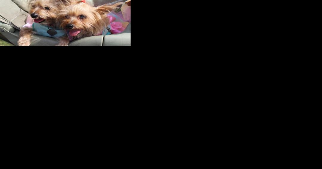 PawFest returns to Largo with some new features - Vimarsana News