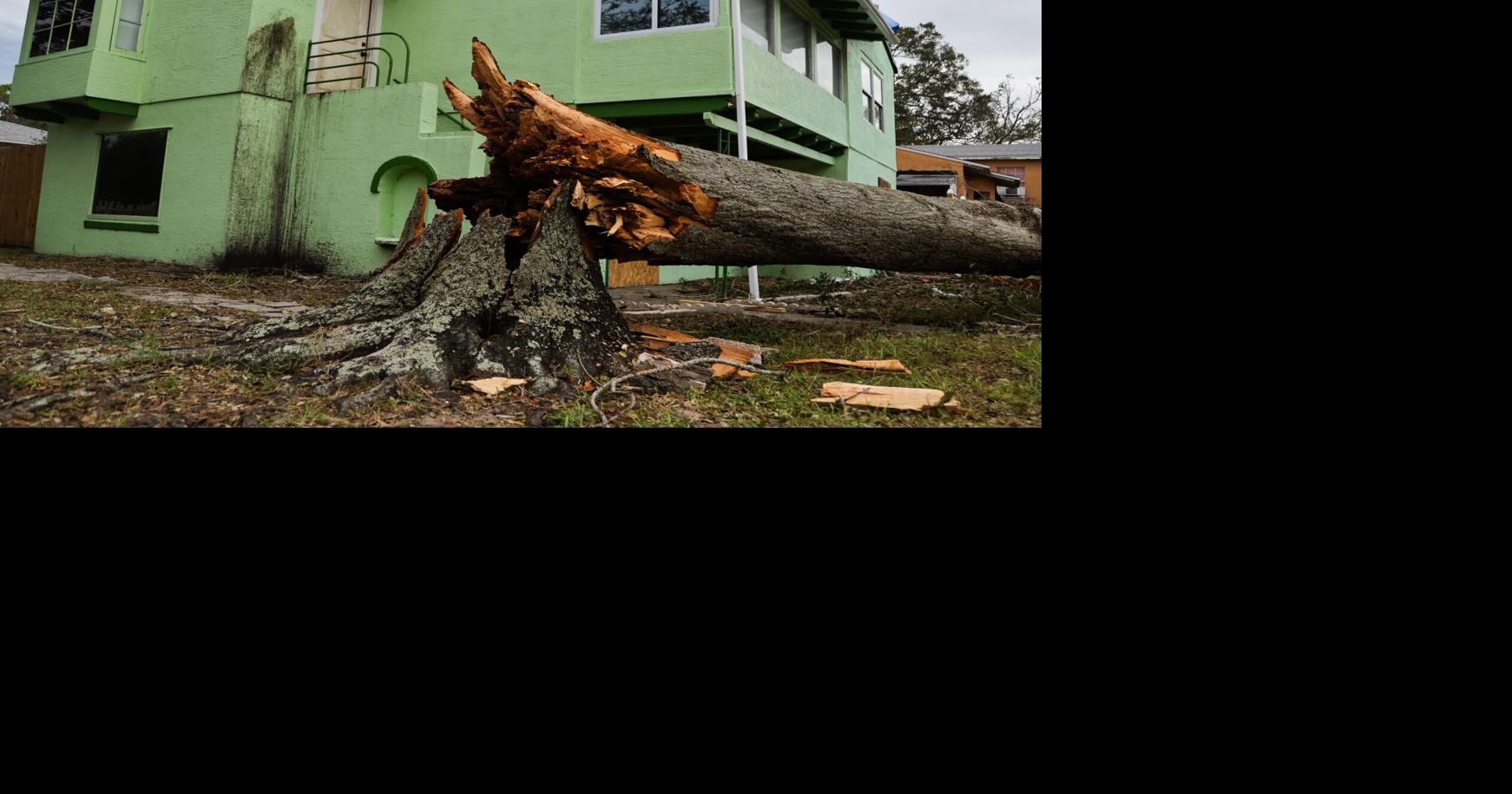 How did St. Petersburg’s tree canopy fare after the 2024 hurricanes?