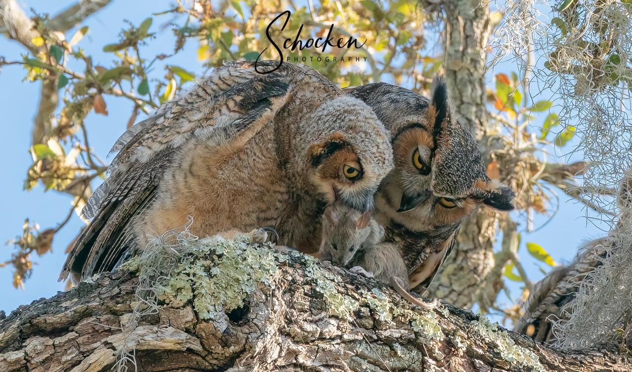 Death of beloved Safety Harbor owls leads citizens to act Safety