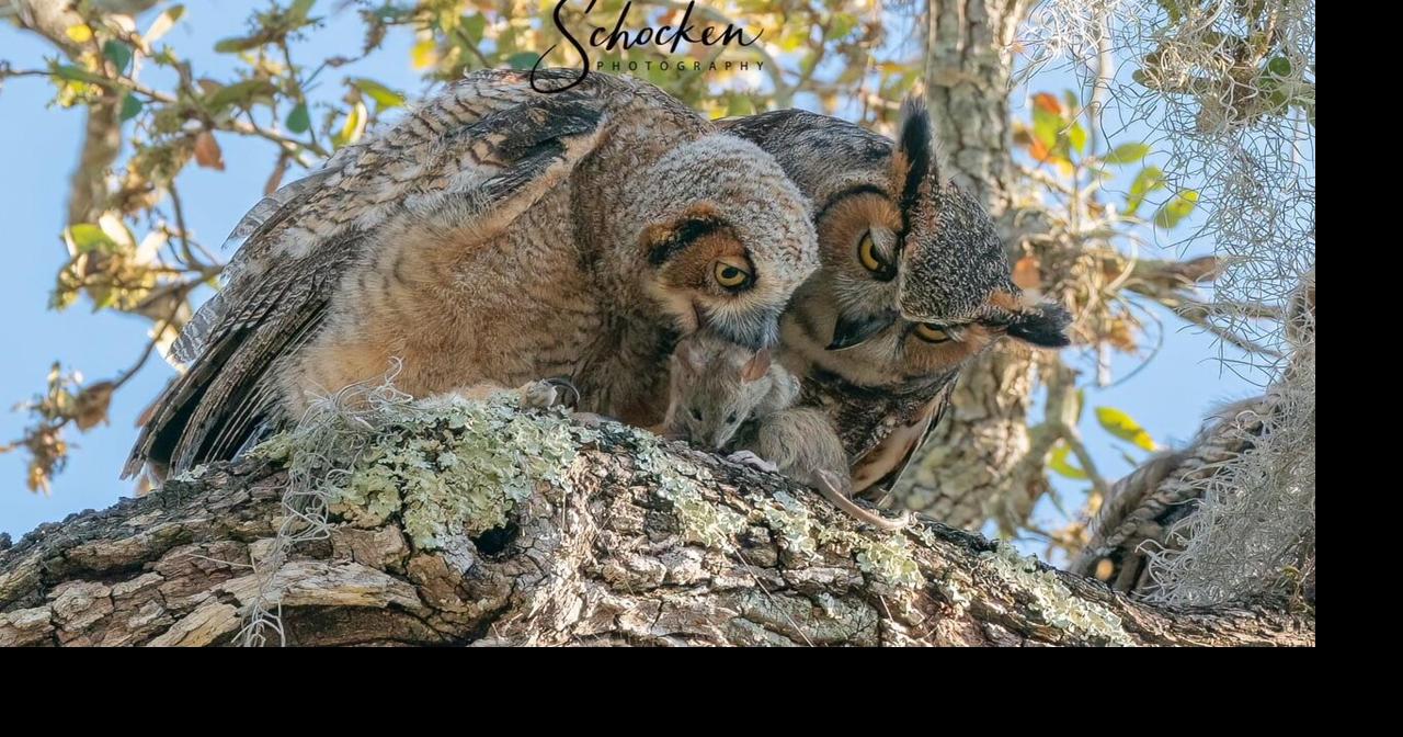 Death of beloved Safety Harbor owls leads citizens to act Safety