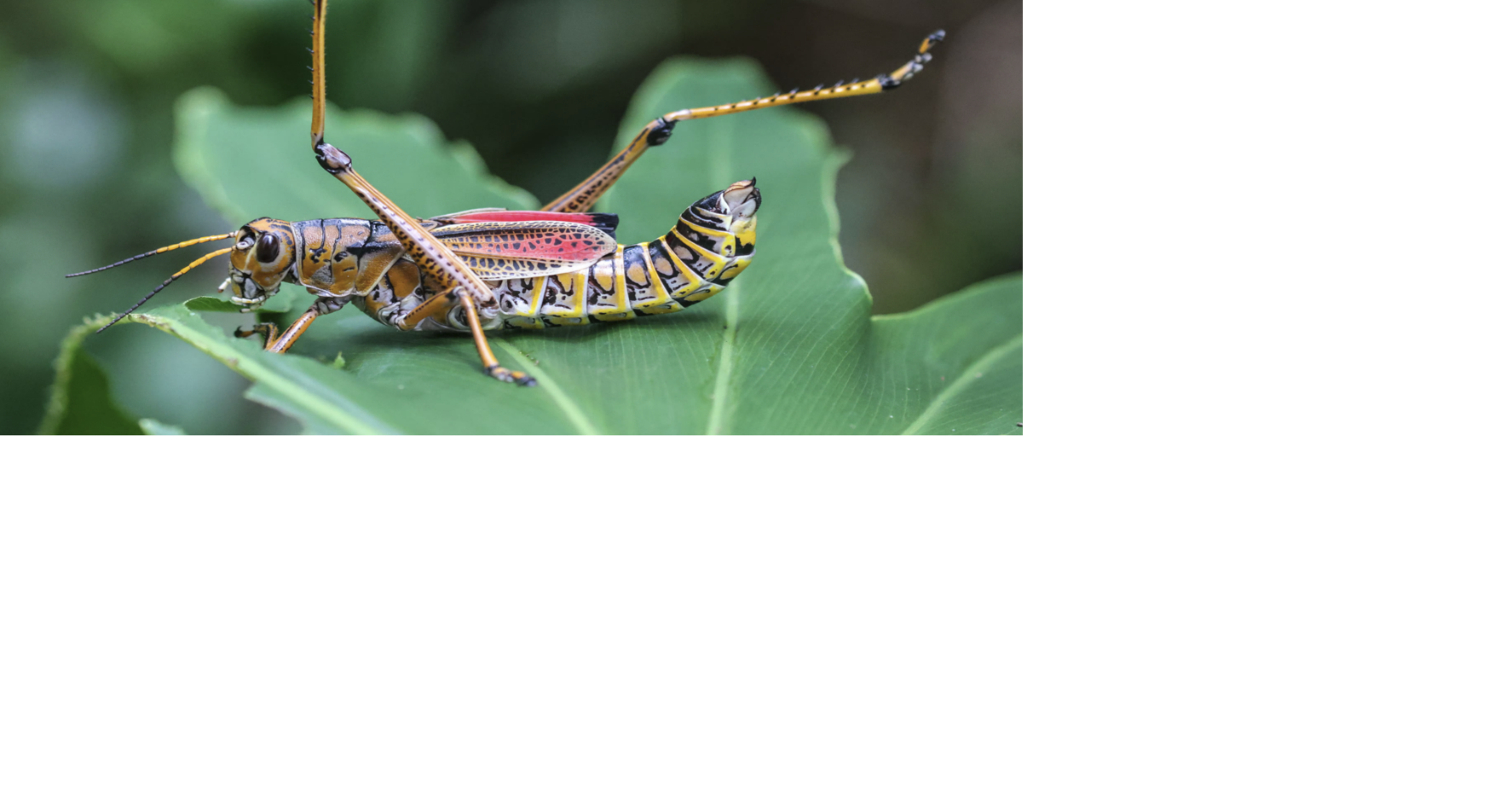 It’s lubber season in Florida. Here is how to kill them, or not