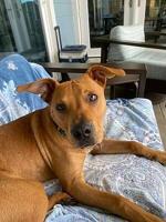 Pets of the Week