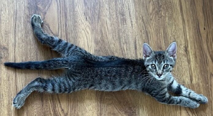 x-petsoftheweek051123-4-frankie.jpg