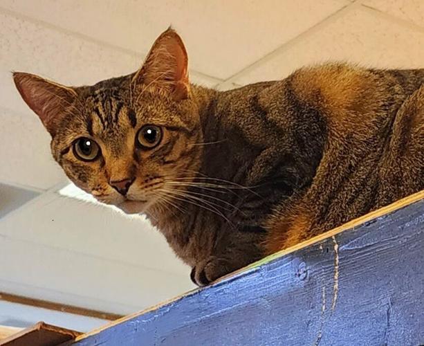 x-petsoftheweek022323-3-micah.jpg