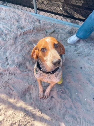 x-petsoftheweek122222-1-Faith.jpeg