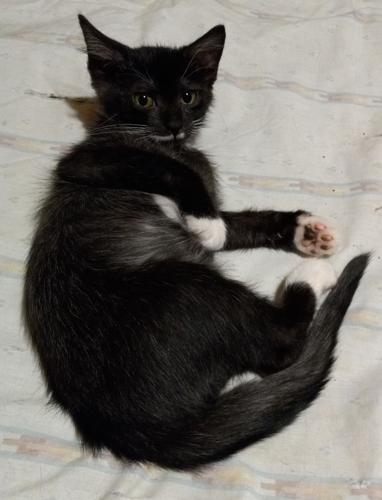 x-petsoftheweek122222-2-irina.jpg