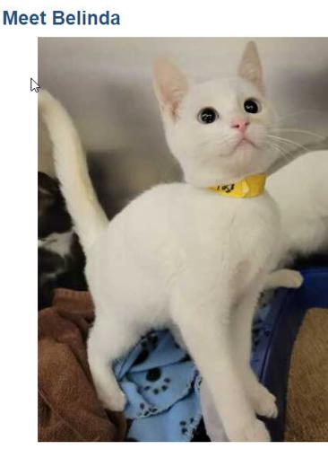 x-petsoftheweek122222-3-belinda.jpg