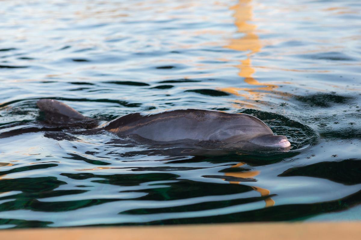 Clearwater Marine Aquarium Welcomes Rescued Dolphin To Its Forever