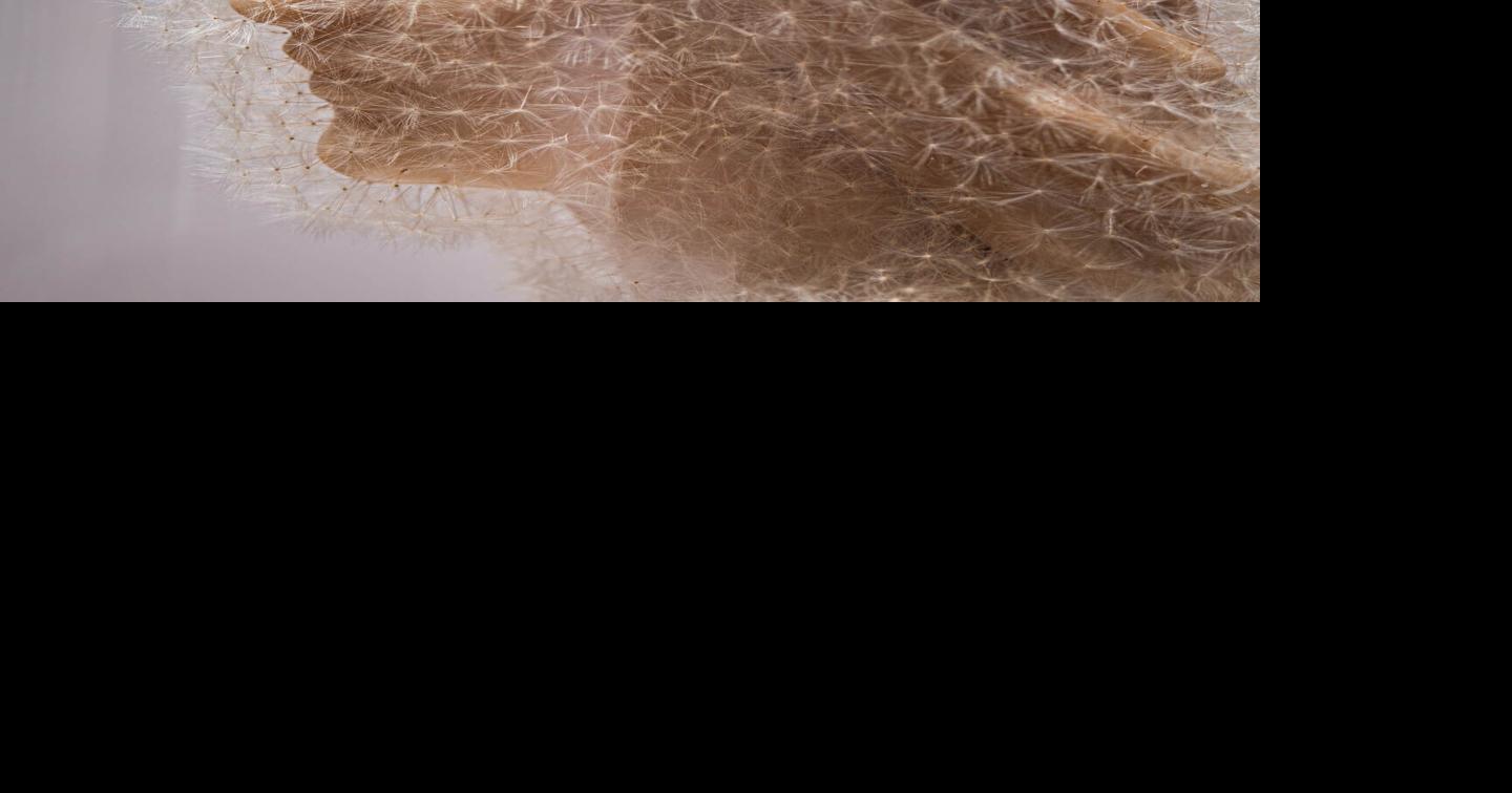 Dunedin Fine Art Center announces the opening of five compelling exhibitions