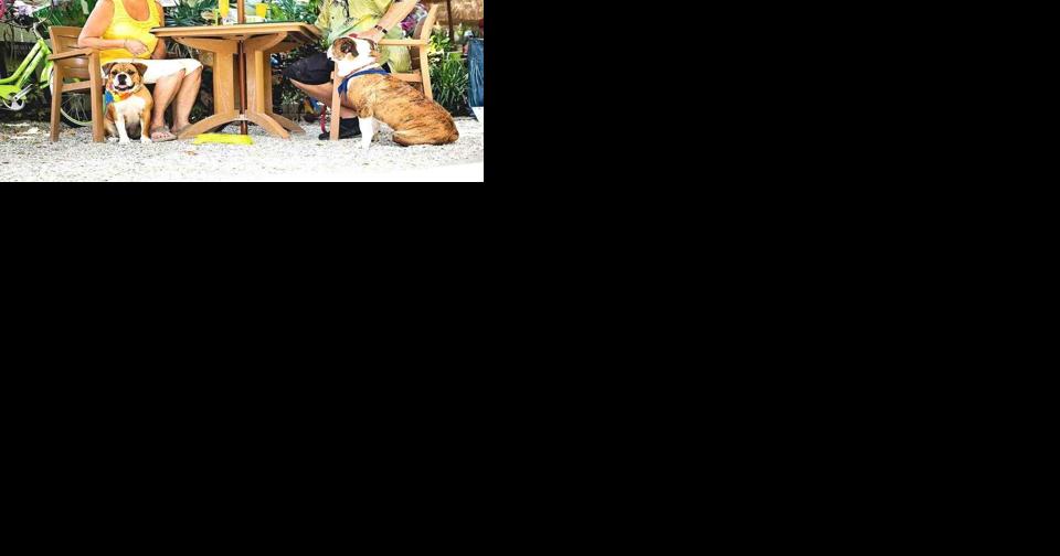 Sweet Sage Café makes Yelp's Top 100 doggie-dining list | Beaches - Vimarsana News