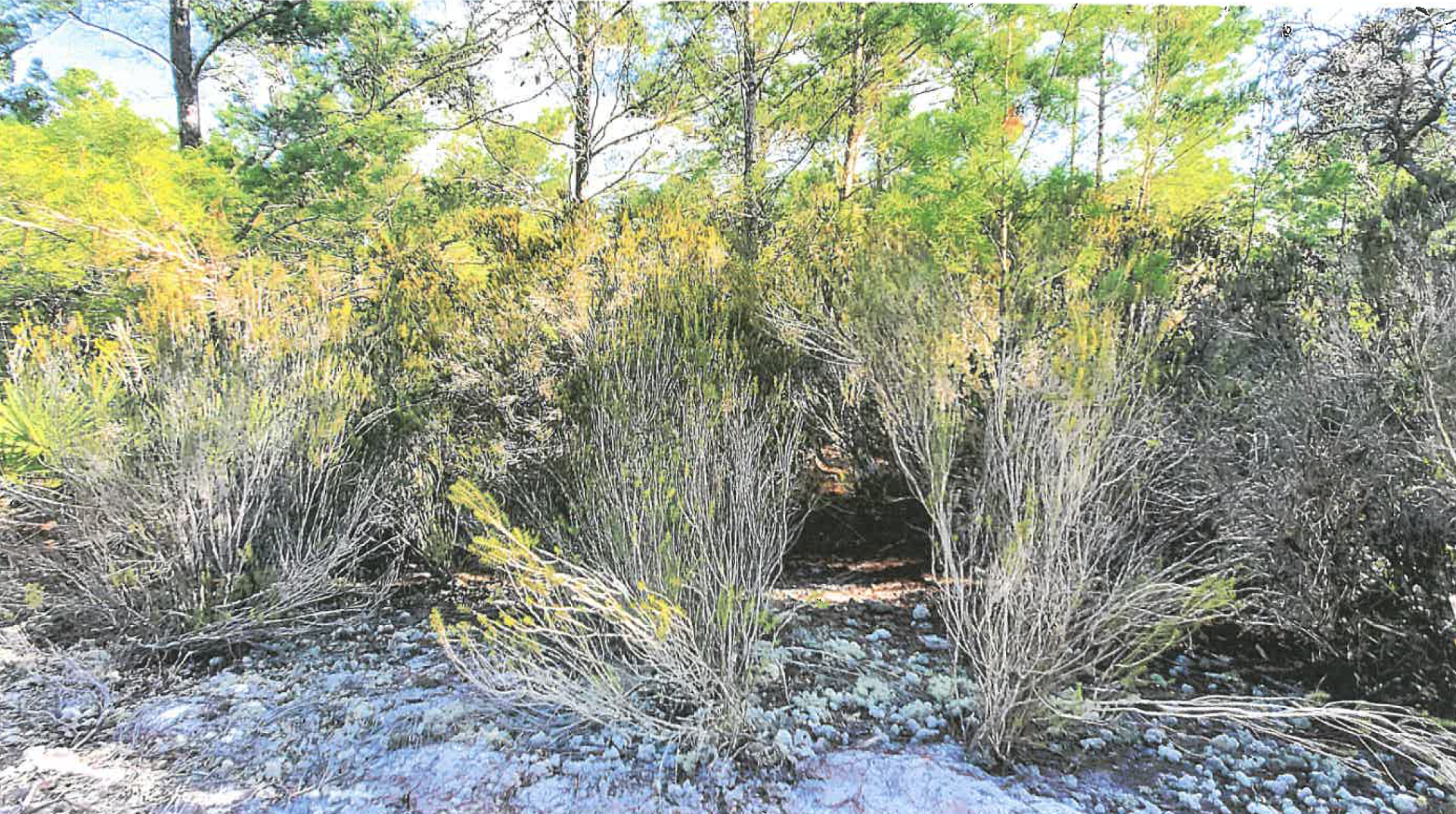 Dunedin prepares to close on Douglas Hackworth property - Vimarsana News