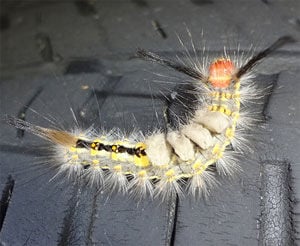 Caterpillars Take Over Landscapes Outdoors Tbnweekly Com