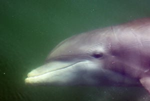 Tranquil dolphins match translucent seas, Outdoors