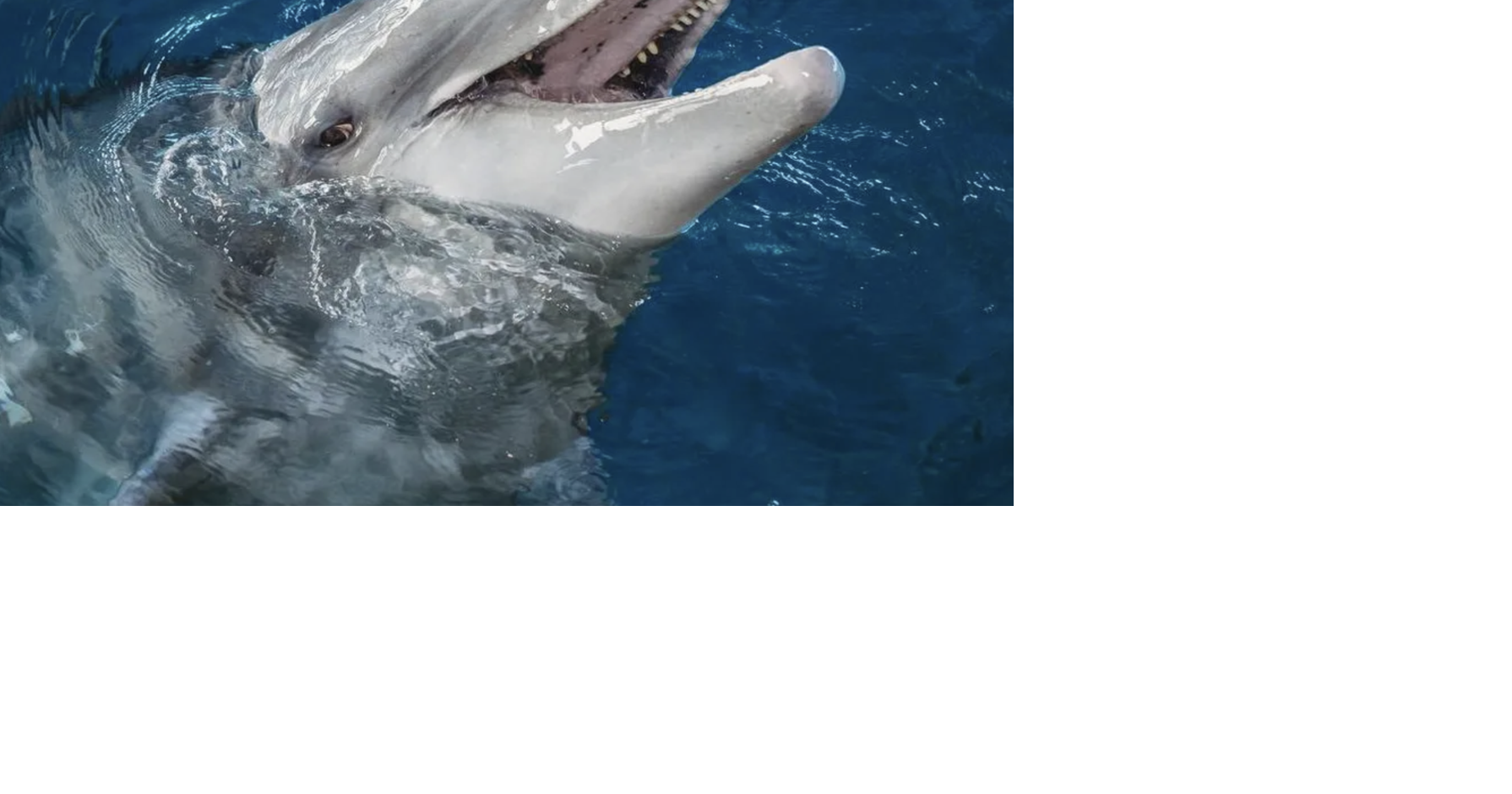 Clearwater aquarium ‘heartbroken’ over death of Hemingway the dolphin