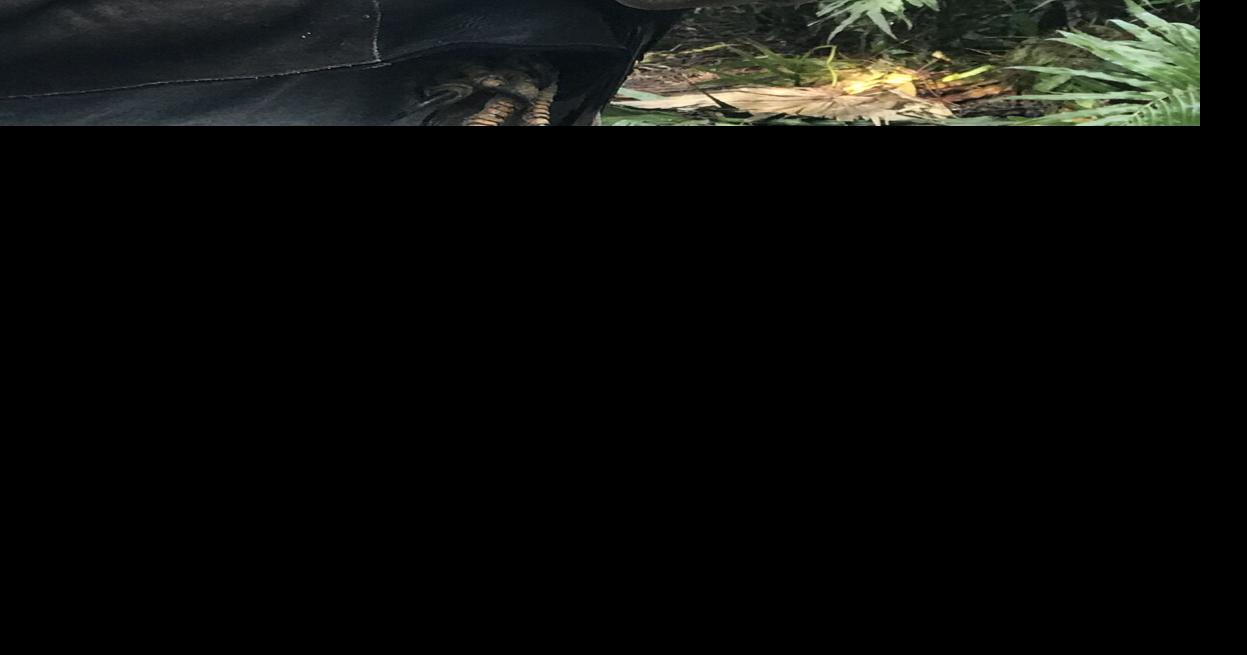 Seminole residents, Seaside Seabird Sanctuary team up to rescue bald eagle | Beaches | tbnweekly.com