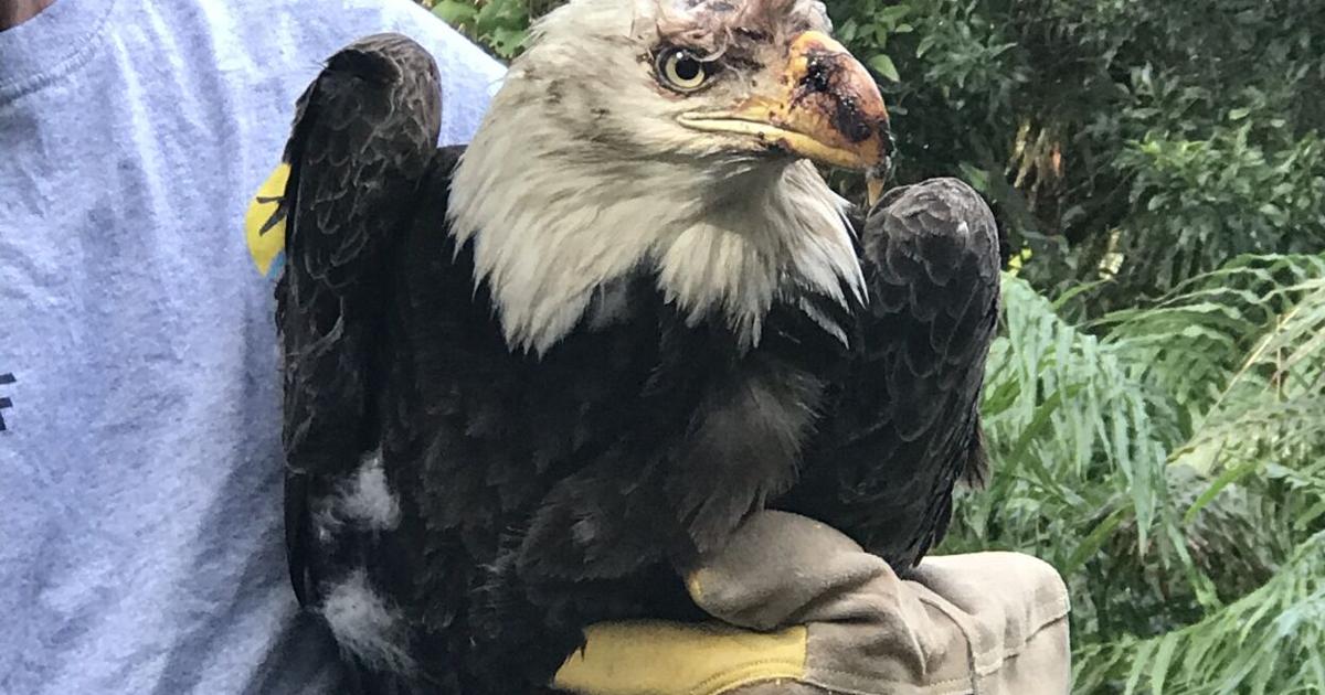 Seminole residents, Seaside Seabird Sanctuary team up to rescue bald eagle | Beaches | tbnweekly.com