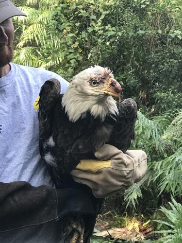 Seminole residents, Seaside Seabird Sanctuary team up to rescue bald eagle | Beaches | tbnweekly.com
