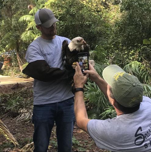 Seminole residents, Seaside Seabird Sanctuary team up to rescue bald eagle | Beaches | tbnweekly.com