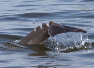 Babyface the dolphin improving after suffering deep propeller cuts in  John's Pass