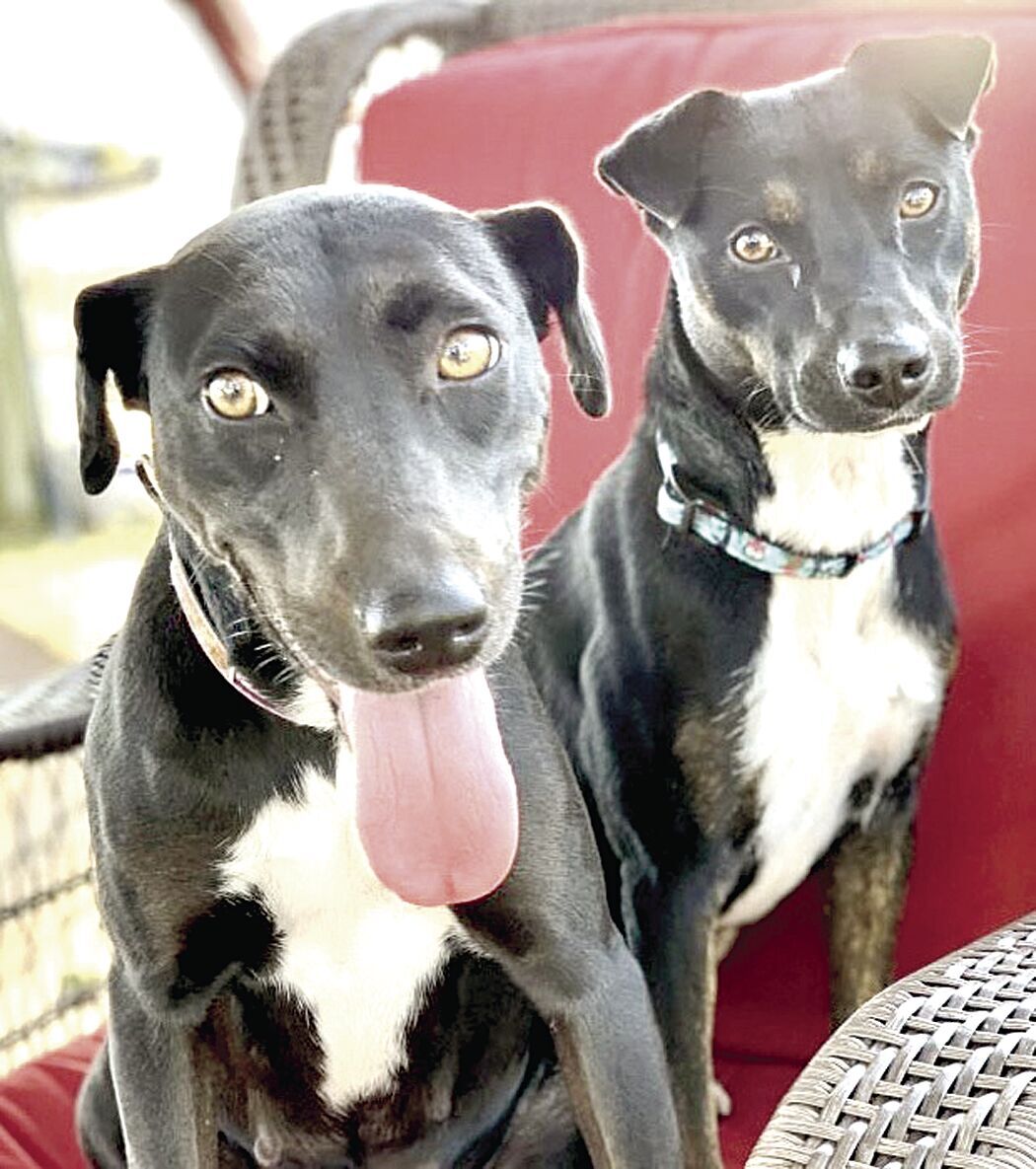 Machita & Doodle