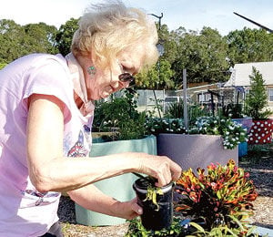 Garden club member strives to save monarch butterflies