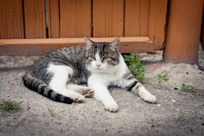 Pinellas County Asks Residents For Feedback On Proposed Feral Cat