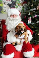 Pinellas Pet News: Animal Services to host Santa pictures