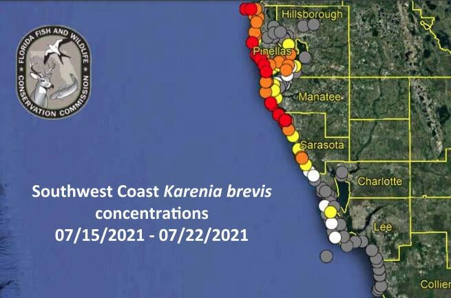 picture Red Tide Clearwater Beach 2