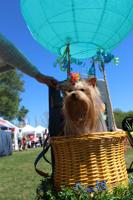 Pooches return to take over Largo Central Park