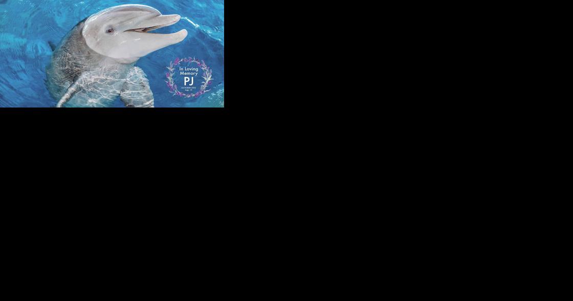 Clearwater aquarium's oldest dolphin dies | Clearwater - Vimarsana News