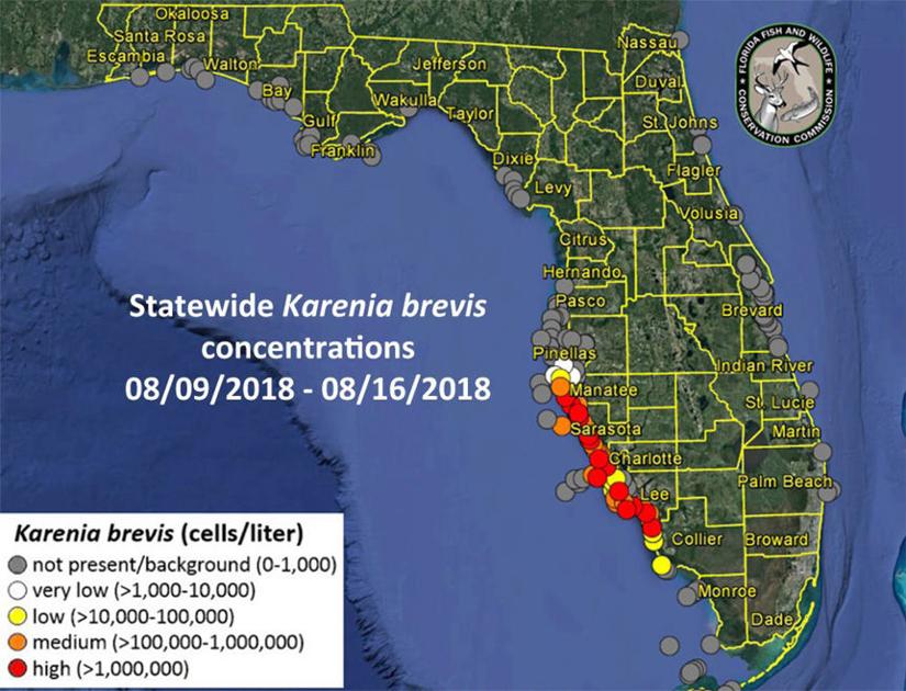 Red Tide Creeps North Still No Bloom In Pinellas
