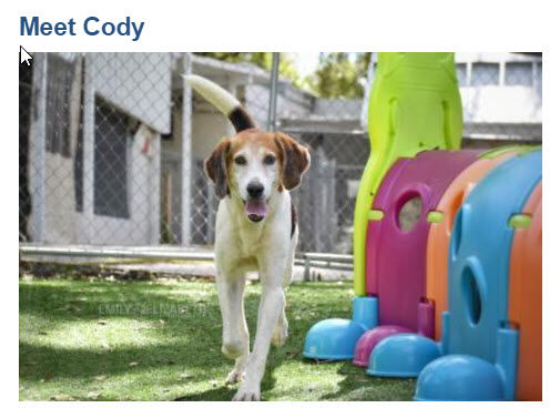 Cody