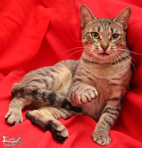Pets Of The Week Pets Tbnweekly Com