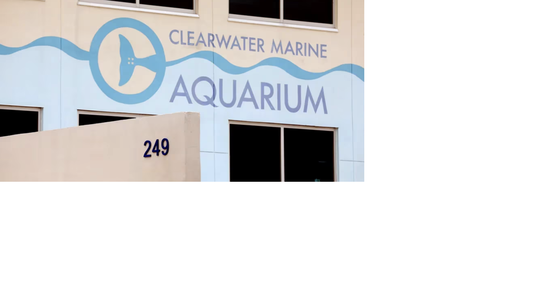 Report Dolphin deaths not due to Clearwater aquarium conditions Clearwater