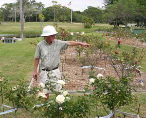 Horticulturist Tends Memorial Roses Largo Tbnweekly Com