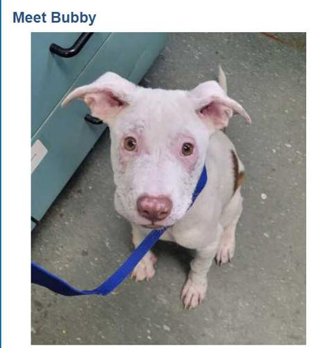 x-petsoftheweek121522-1-Buddy.jpg