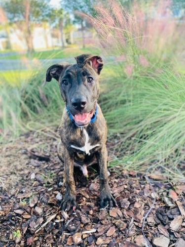 x-petsoftheweek121522-2-ollie.JPEG