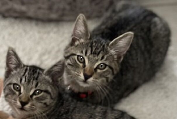 x-petsoftheweek121522-3-Max & Sam.jpg