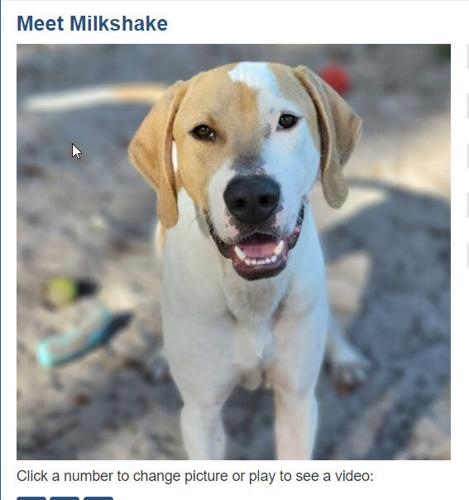 x-petsoftheweek121522-4-milkshake.jpg