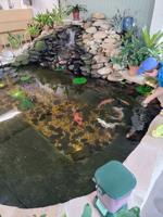 Koi pond designer finds satisfaction in a job well done