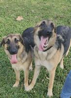 Pets of the Week