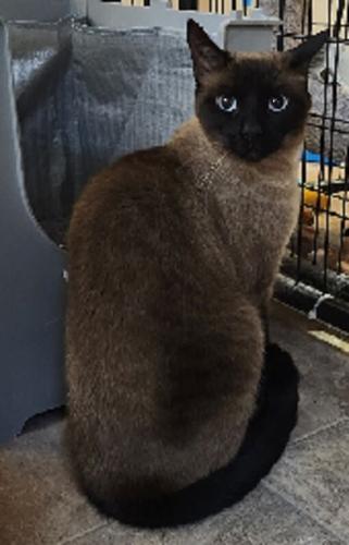 x-petsoftheweek011223-1-Siamese Beau.jpg