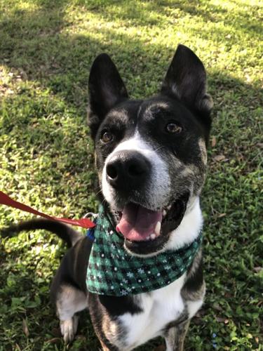 x-petsoftheweek011223-2-hugo.jpeg