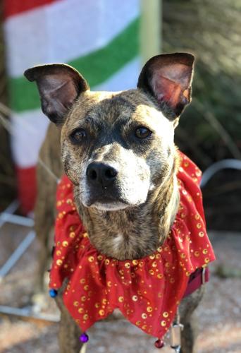 x-petsoftheweek011223-3-cookie.jpeg