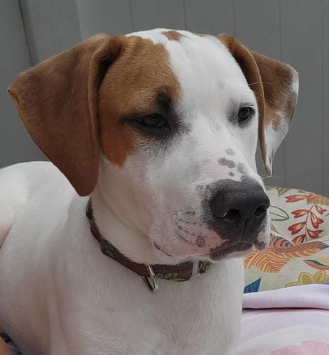 x-petsoftheweek011223-5-Jack.jpg
