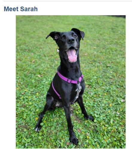 x-petsoftheweek011223-6-Sarah.jpg