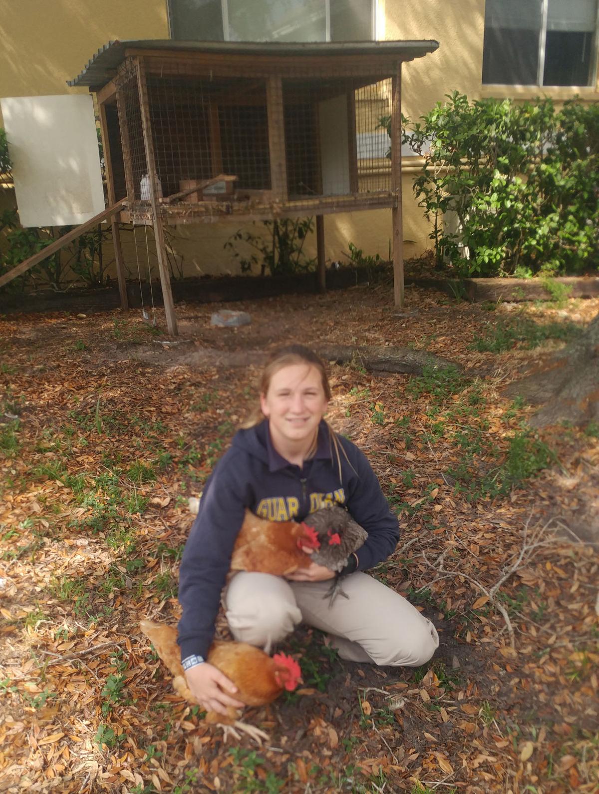 Something To Cluck About Families Enjoy Raising Chickens In Palm