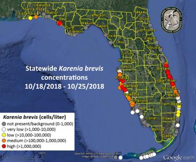 Red Tide Conditions Improve Along North Pinellas Beaches