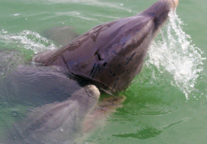 Eavesdropping On The Secret Lives Of Dolphins In New York Harbour