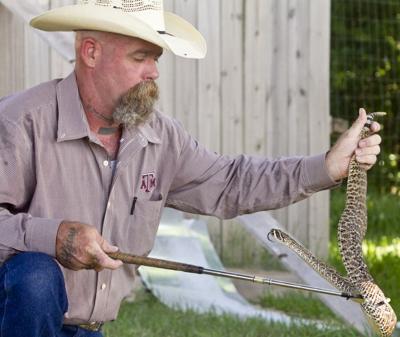 Snake sightings on the rise | News 